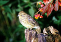 Carduelis spinus